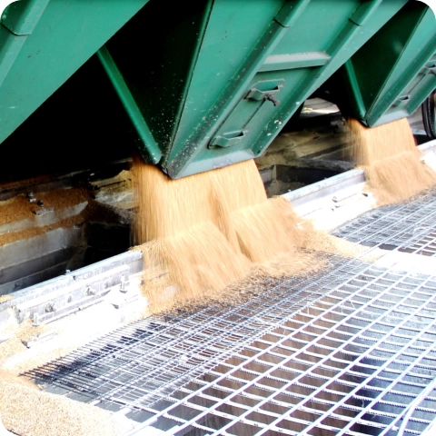 Зображення Пшеница сипется с комбайна