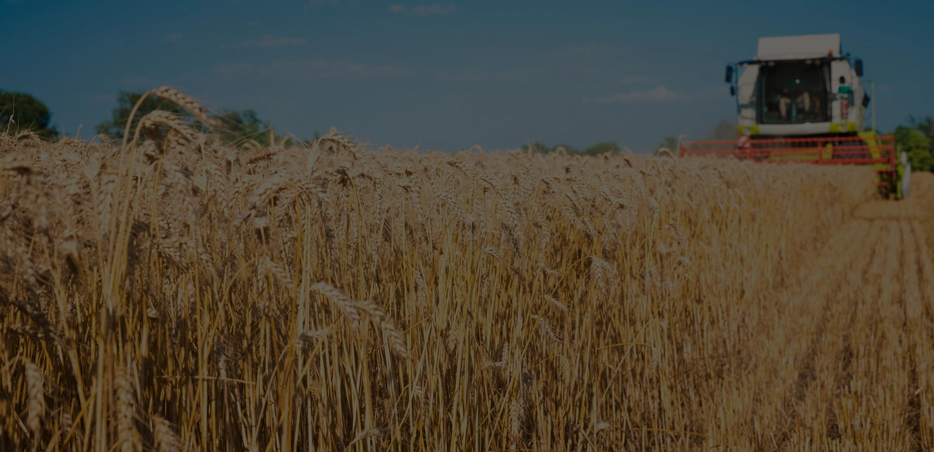 Зображення Комбайн жнущий поле