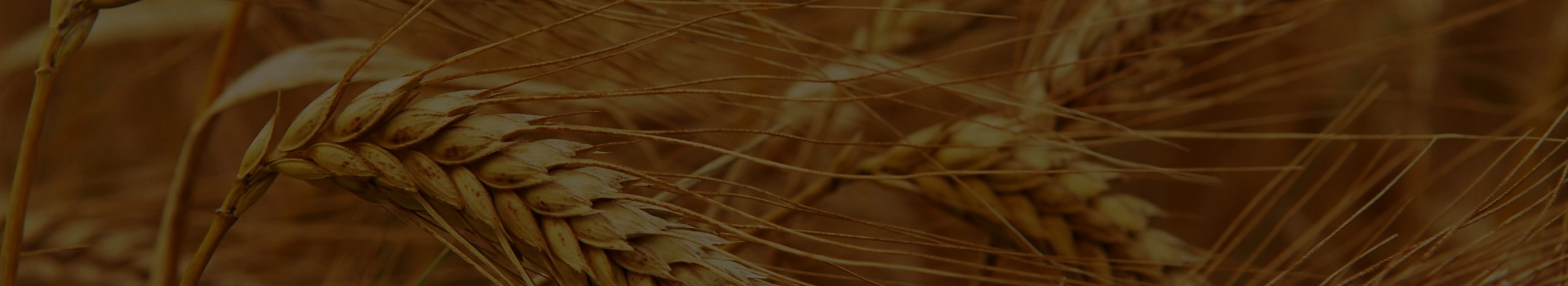 Зображення Пшеничное поле